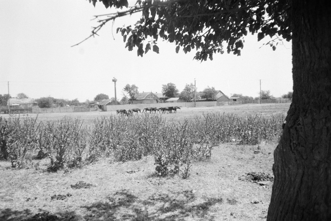 Letea, Tulcea County, 2025. Photo by the author.