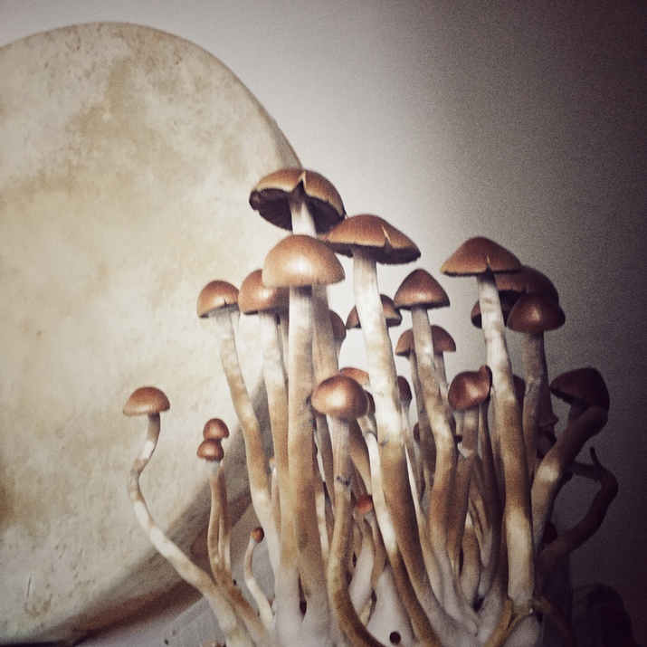 The mushrooms and the drum. home ritual.